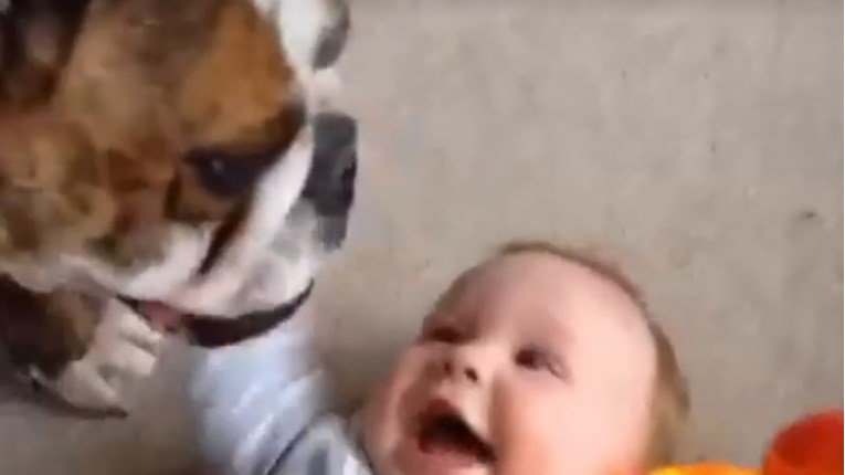 VIDEO Smijeh ovih beba u igri sa životinjama će vam uljepšati dan