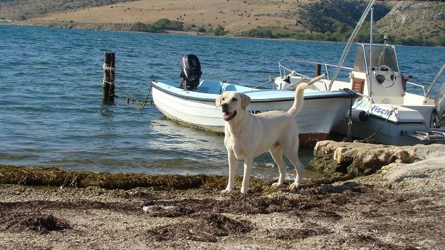 Osobno iskustvo: Kako mi je pas promijenio život?