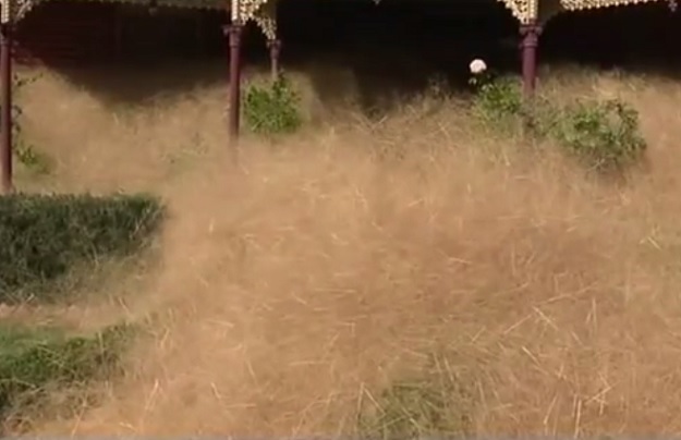 VIDEO Australski gradić pod "najezdom" suhe trave: Životinjama prijeti bolest "velike žute glave"