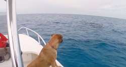 VIDEO Predivna reakcija psa koji je prvi put u životu vidio dupine