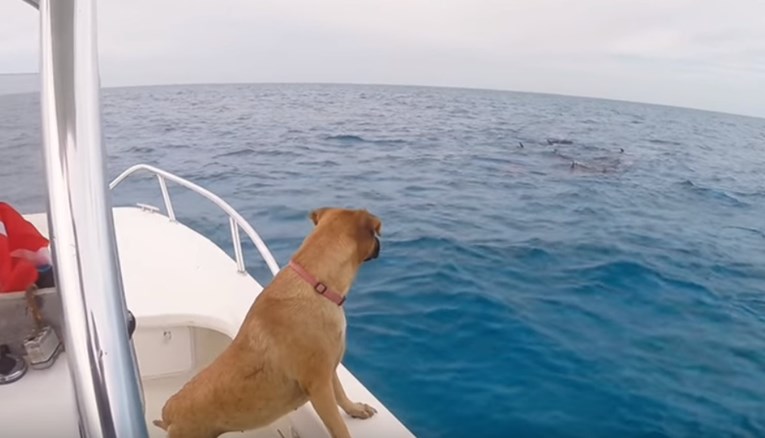 VIDEO Predivna reakcija psa koji je prvi put u životu vidio dupine