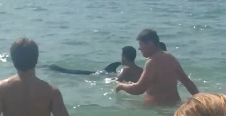 VIDEO Dupin zapetljan u ribarsku strunu doplivao je do obale i zatražio pomoć