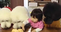 VIDEO Preslatka djevojčica dijeli hranu s tri gladna psića