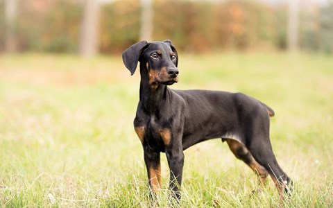 je li doberman radni pas