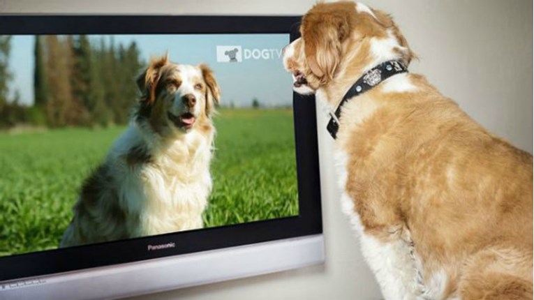 Vaš pas voli gledati televiziju - evo što mu je zanimljivo