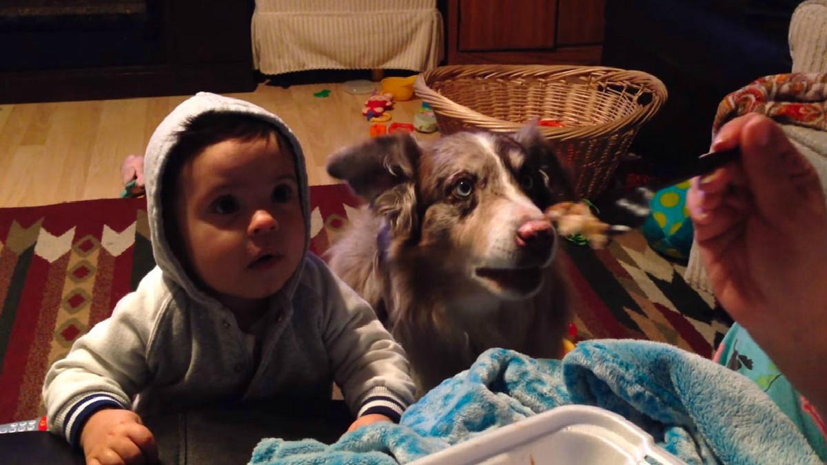 VIDEO Pokušala je potkupiti bebu hranom, a najpotkupljiviji bio je - pas