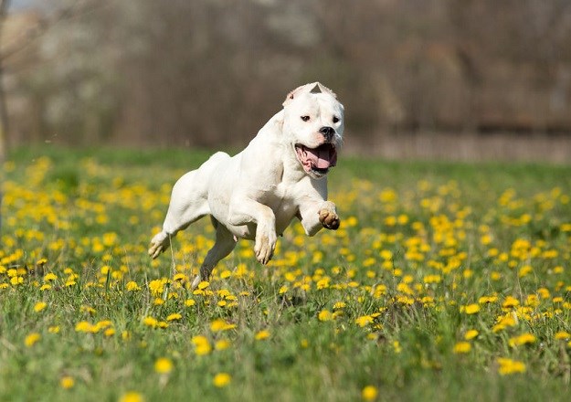 Dogo argentino: Pas prijatelj djece i obitelji! Ali važno je znati ...