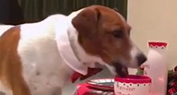 VIDEO Ovaj psić pripremio je sve za Božić