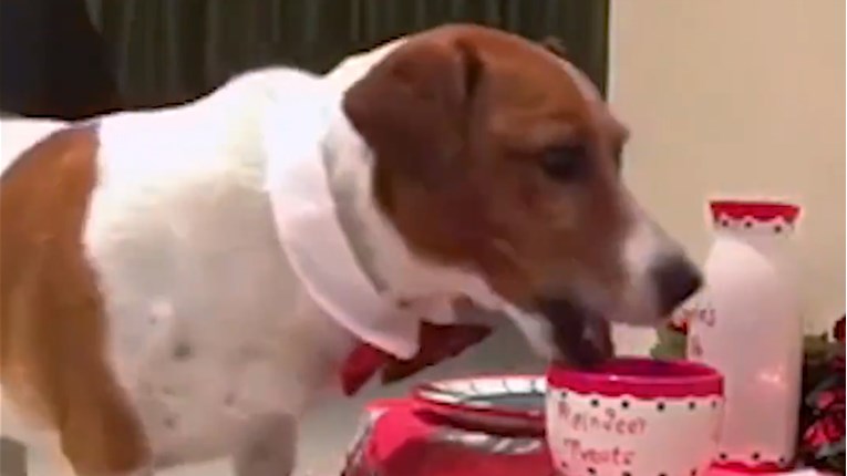 VIDEO Ovaj psić pripremio je sve za Božić