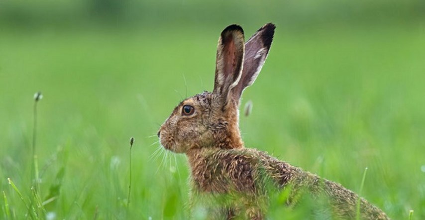 Upozorenje: Ne dirajte mladunčad zečeva u prirodi!
