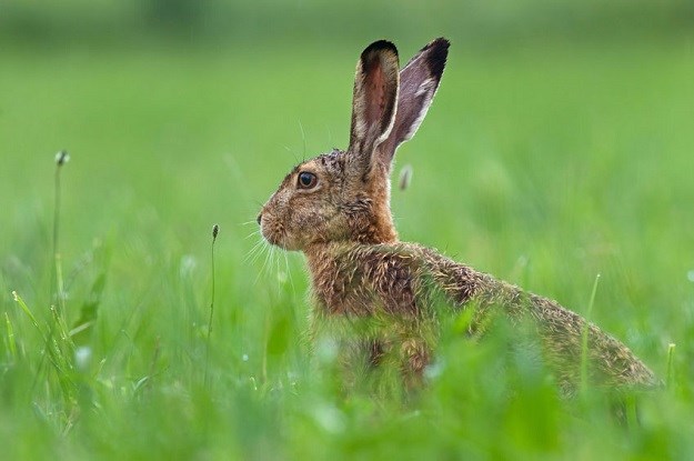 Upozorenje: Ne dirajte mladunčad zečeva u prirodi!