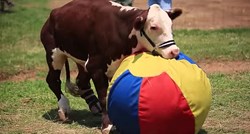 Spašeni bik je dobio protezu, pomoću nje slobodno trčkara i igra se s loptom