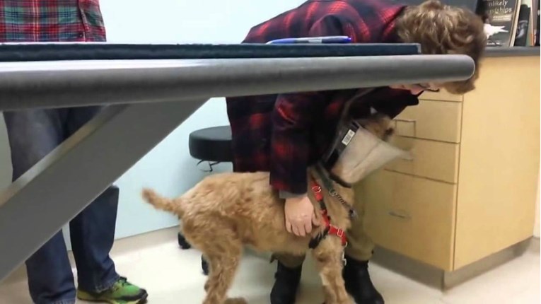 VIDEO Bio je slijep, a veterinari su mu vratili vid - reakcija je neprocjenjiva
