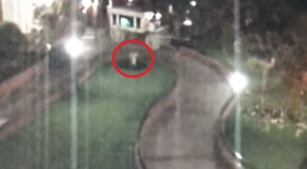 Sigurnosne kamere uhvatile duha u Disneylandu?