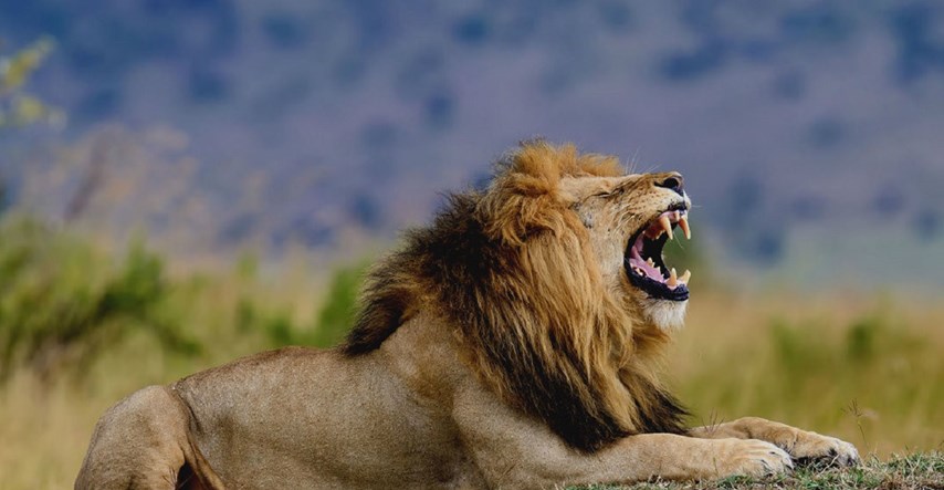 Hrvat ubijen tijekom lova na lavove u Africi