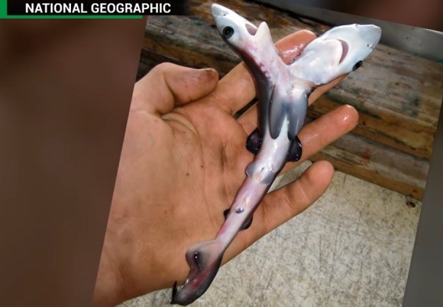 NITKO NE ZNA ZAŠTO Sve češće pojavljuju se dvoglavi morski psi