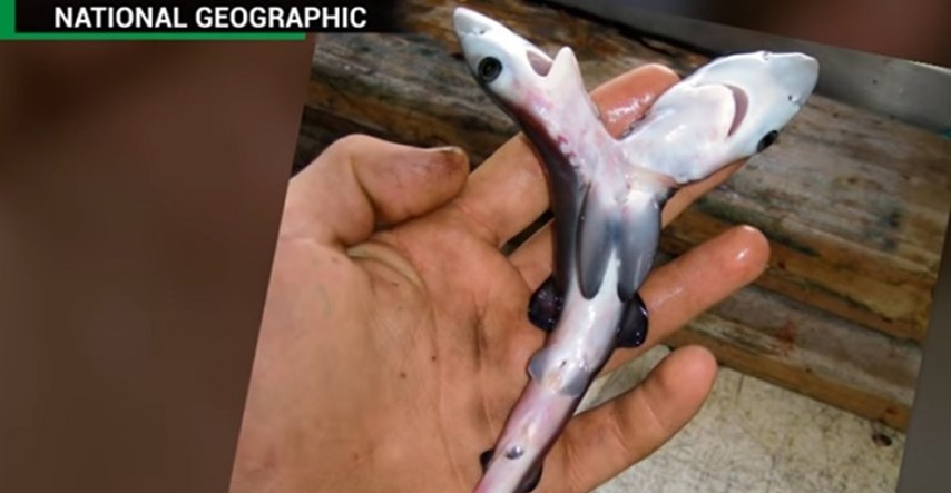 NITKO NE ZNA ZAŠTO Sve češće pojavljuju se dvoglavi morski psi