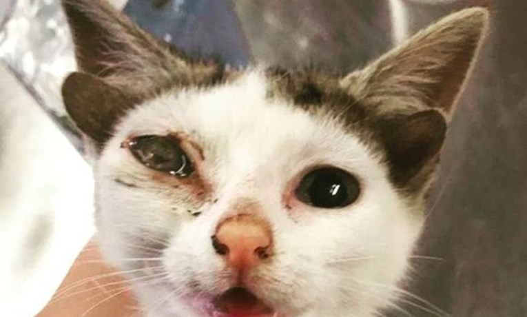 Pronašli su malenog mačića koji ima dva para ušiju i promijenili mu život