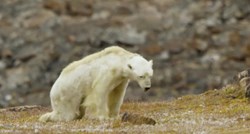 Biolog objavio mučnu snimku izgladnjelog polarnog medvjeda: "Ovako izgleda spora, bolna smrt"