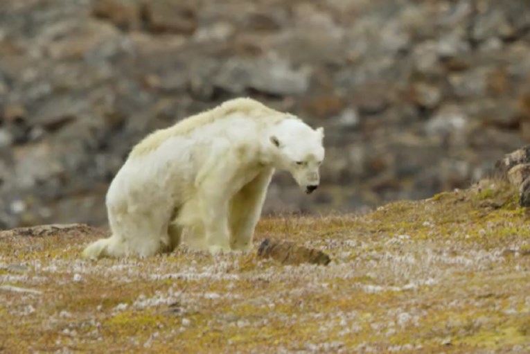 Biolog objavio mučnu snimku izgladnjelog polarnog medvjeda: "Ovako izgleda spora, bolna smrt"