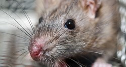 Znanstvenici će se protiv tuberkuloze boriti uz pomoć divovskih štakora