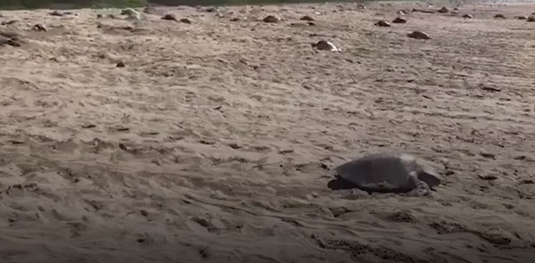 VIDEO Ovaj heroj pazi na ugrožene kornjače i njihova jaja