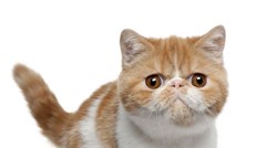 Egzota: Zanimljivosti o "kratkodlakoj perzijskoj mački"