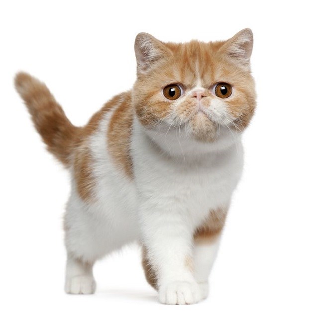 Egzota: Zanimljivosti o "kratkodlakoj perzijskoj mački"