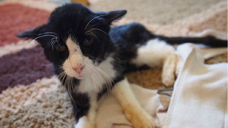 FOTO VIDEO Udomili su mačka starog 20 godina i nisu ni slutili koliko će im sreće unijeti u život