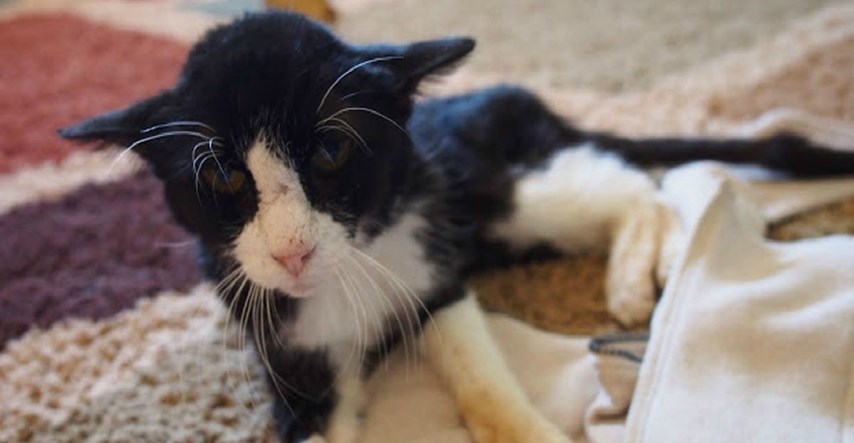 FOTO VIDEO Udomili su mačka starog 20 godina i nisu ni slutili koliko će im sreće unijeti u život