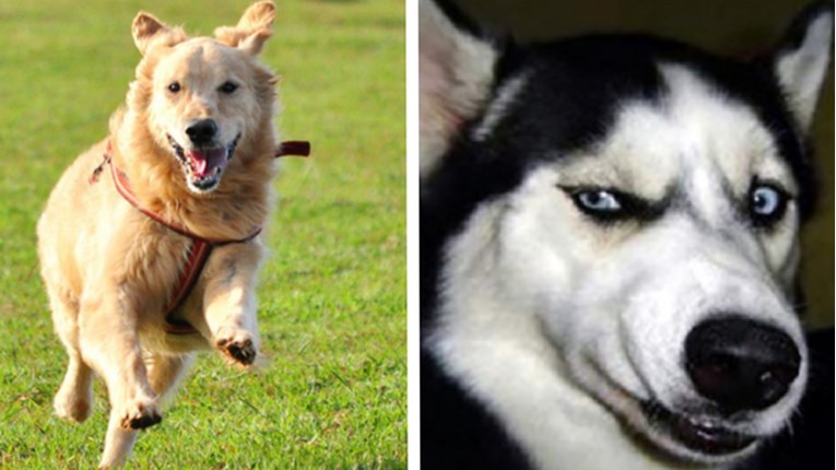 FOTO Ovih 8 emocija kod pasa mora prepoznati svaki vlasnik