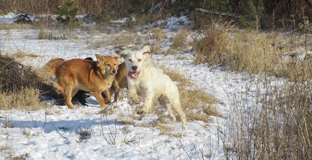 UDOMI ME Poklanja se razigrani engleski seter Tango