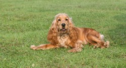 Engleski koker španijel: Popularan i odan ljubimac te  odličan lovački pas