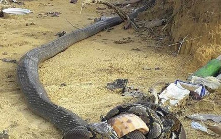 FOTO Epska borba između kraljevske kobre i ogromnog pitona završila je kako nitko nije očekivao