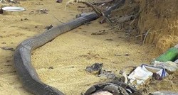 FOTO Epska borba između kraljevske kobre i ogromnog pitona završila je kako nitko nije očekivao