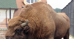Tužba protiv vlasti u Njemačkoj: Ubijen zaštićeni bizon uočen prvi put nakon 250 godina