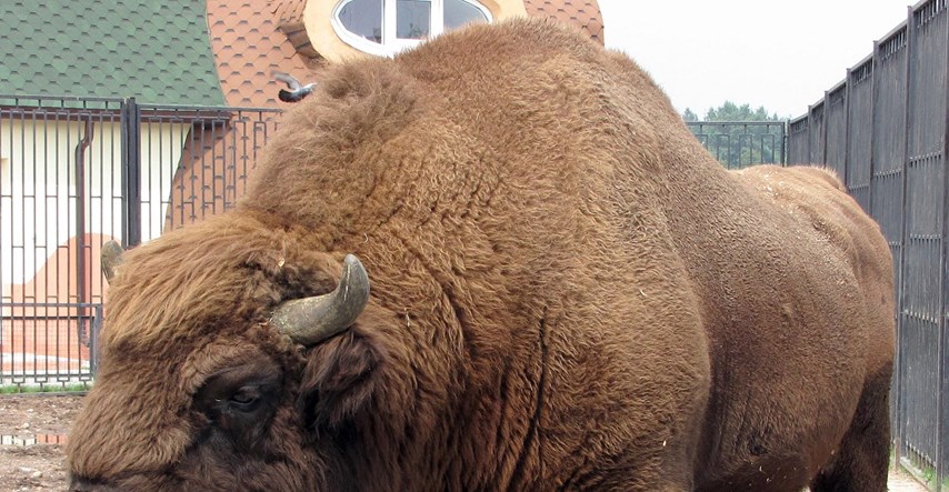 Tužba protiv vlasti u Njemačkoj: Ubijen zaštićeni bizon uočen prvi put nakon 250 godina