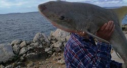 Na Viru uhvaćen morski pas od gotovo dva metra