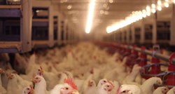 Zbog ptičje gripe na sjeveru Kine uništene tisuće pilića na farmama