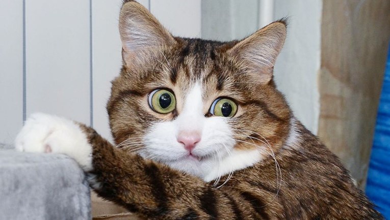Ovaj je mačak postao popularan zbog svojih čudnih izraza lica