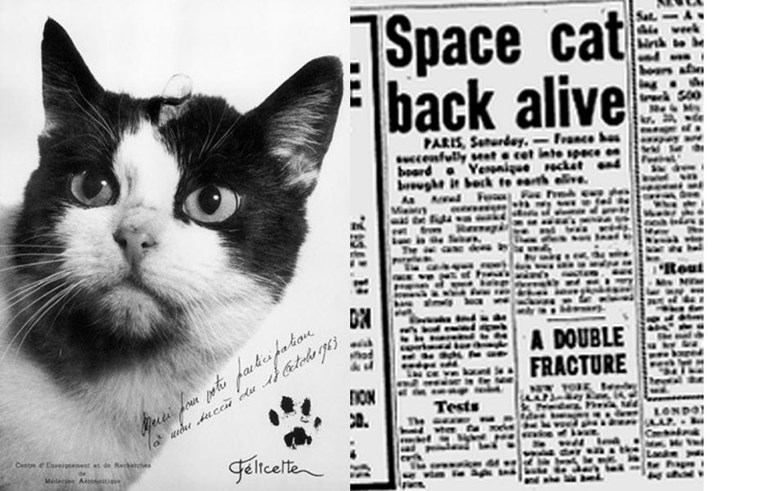 Prva mačka u svemiru - Znate li njeno ime?