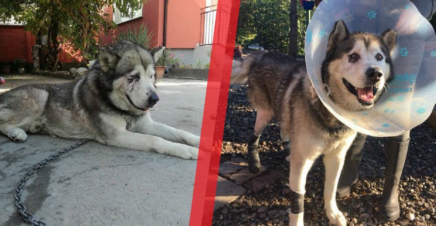 UZNEMIRUJUĆE FOTOGRAFIJE U Osijeku pretukao psa metalnom šipkom jer je pobjegao iz dvorišta