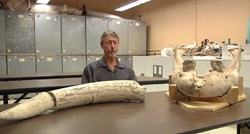 VIDEO Dječak se spotaknuo, pao i otkrio fosil star više od milijun godina