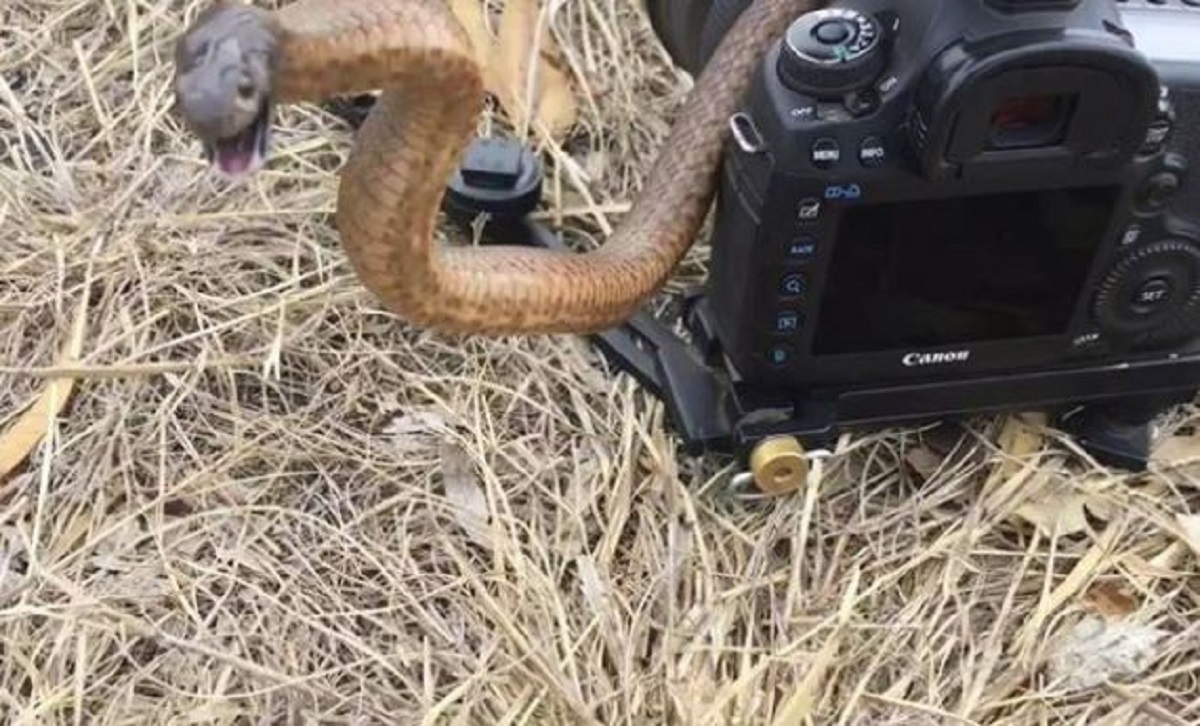 VIDEO Otrovnica otjerala fotografa od opreme, izvadio iPhone i napravio viralnu snimku