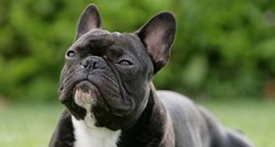 Francuski buldog: Pas za stan kojeg Hrvati obožavaju