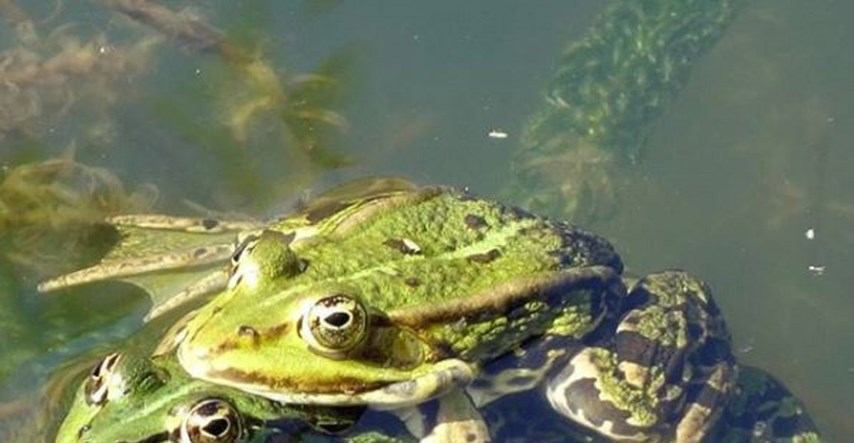 "Funkcionalna nekrofilija": Priča o seksualnom životu žaba nije za svačiji želudac