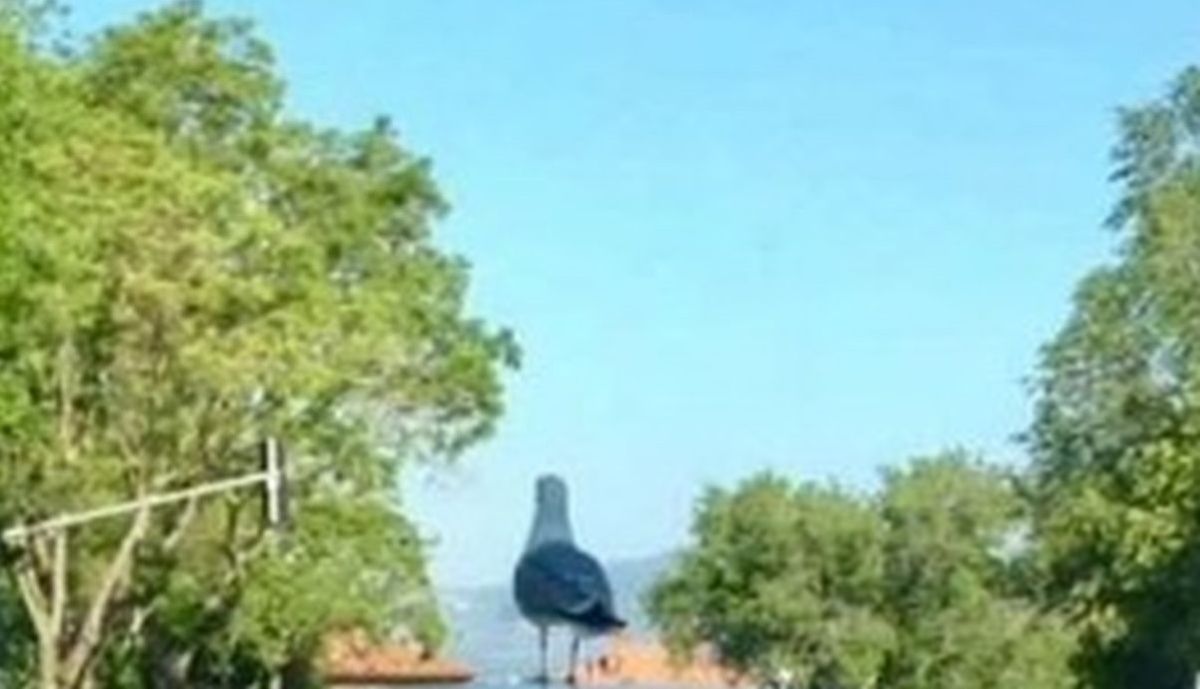U Dalmaciji su ptice malo neobične, kad vidite što radi ovaj galeb sve će vam biti jasno