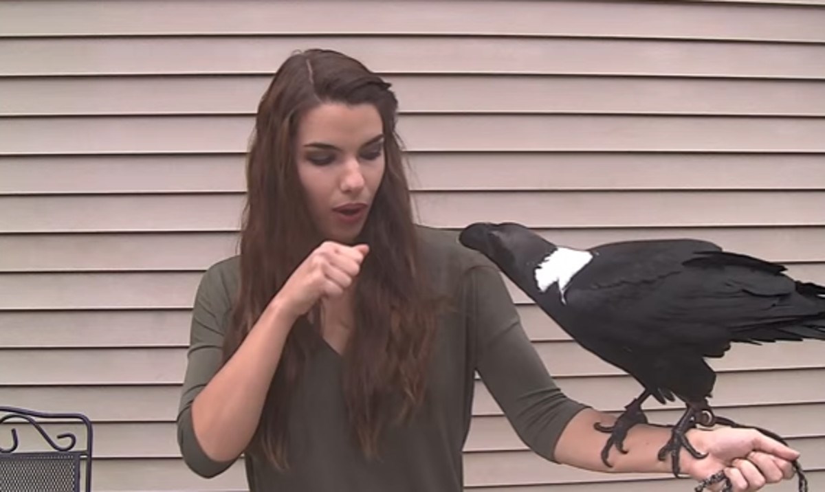 VIDEO Kada čujete kako ovaj gavran priča, ostat ćete bez teksta