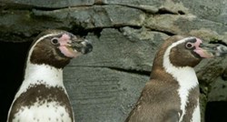Gay pingvini u njemačkom zoološkom proslavili deset godina zajedničkog života