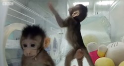 VIDEO U Kini klonirani prvi majmuni